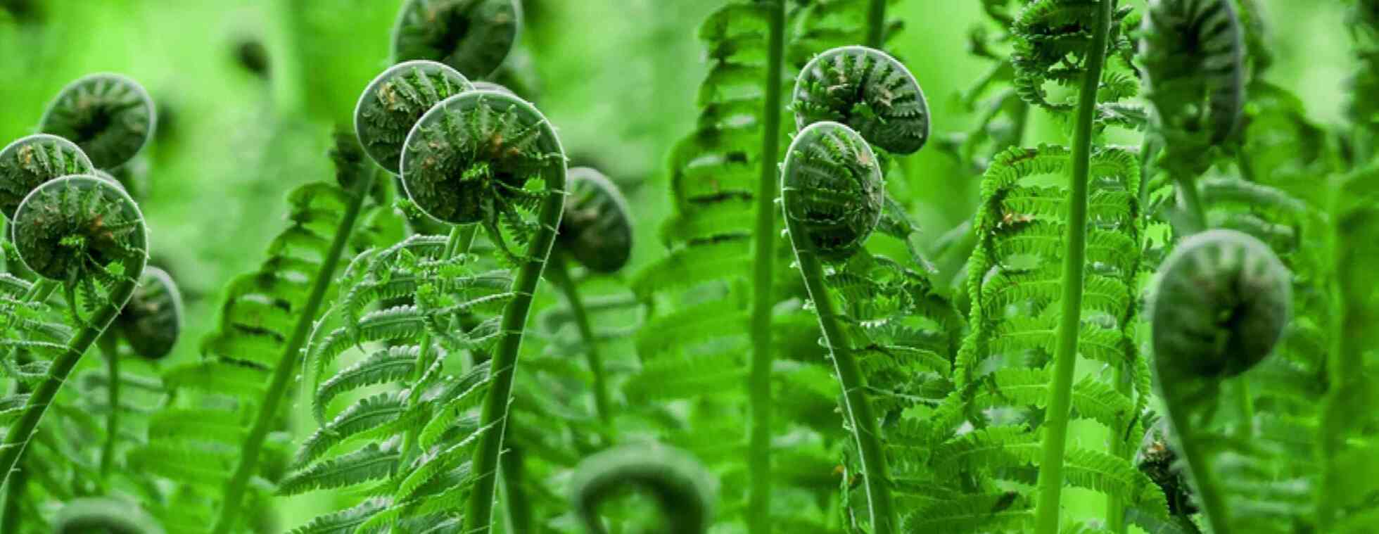 The Fiddlehead Feast